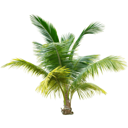 palm tree mesa